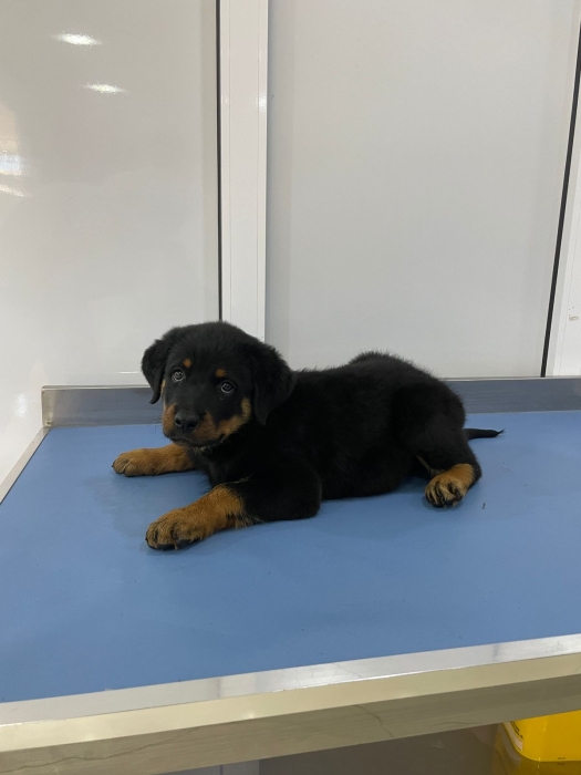 Chiot rottweiler