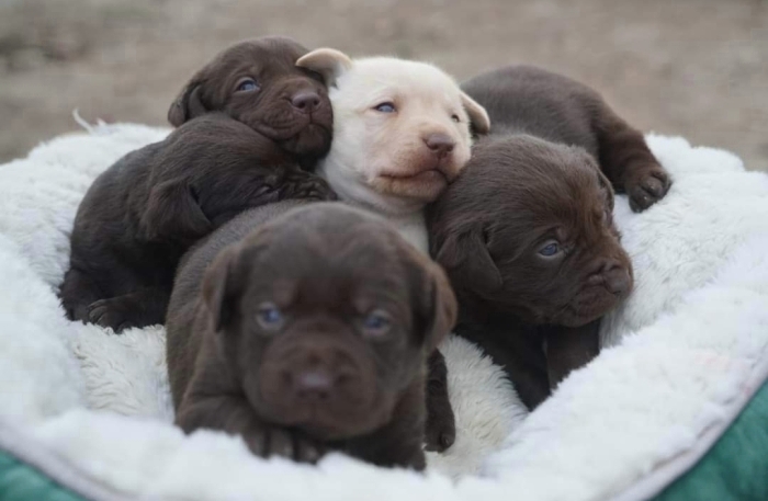 Labrador Chocolat
