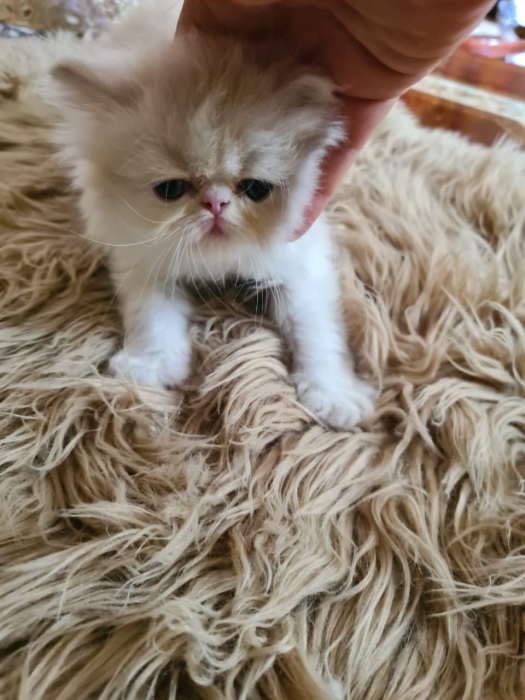 chatons persan pur race