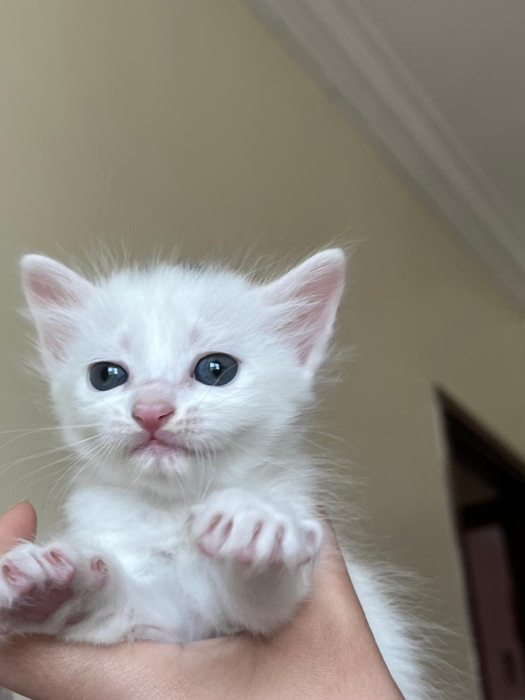 Persan et son petit ami