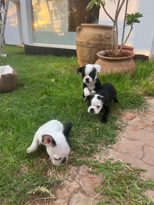 French Bulldog 🇫🇷