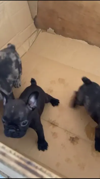 Bouledogue français