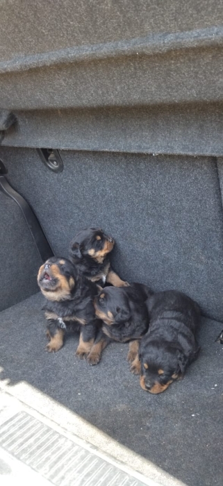 chiots Rottweiler de 2 mois 2 femeles et 2 males