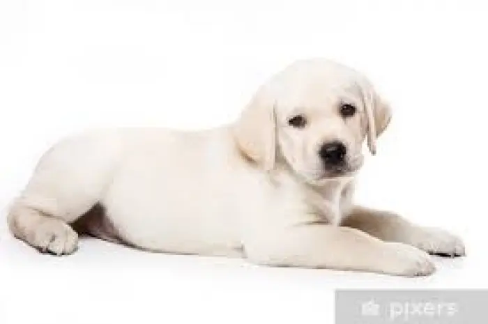 Chiots labradors