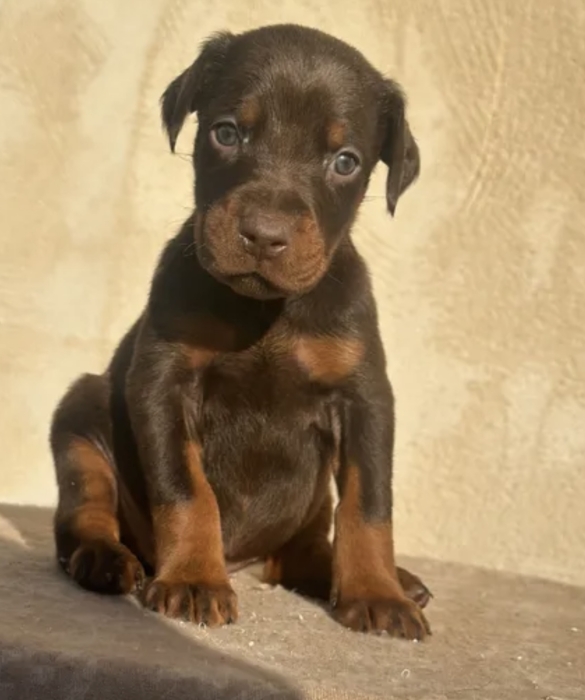 Chiots doberman