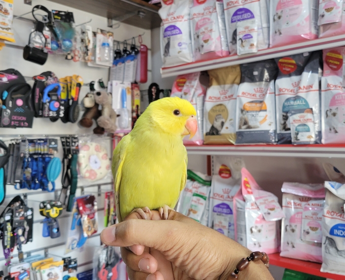 Perroquet Perruche à collier dressé