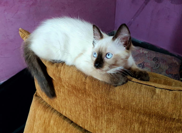 Adorable Chatonne siamois