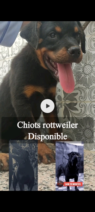 Chiots rottweiler à vendre