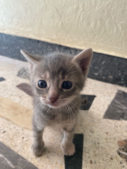 Moon is looking for a family😺