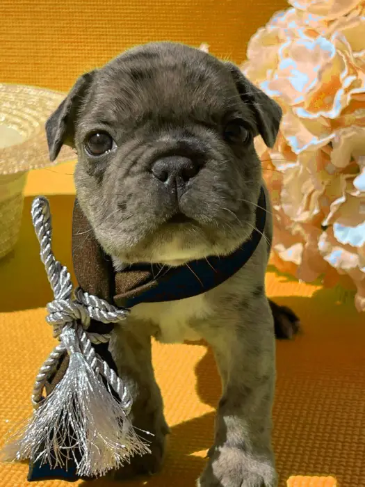 Bulldog français merle lilac male