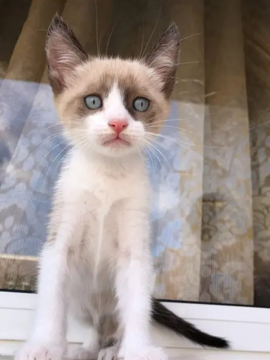 Chaton siamois himalayan très adorable, magnifique et doux.