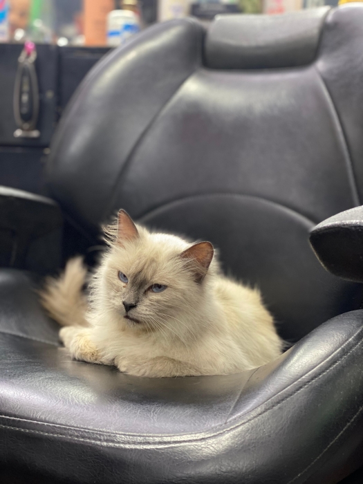 Chaton siamois femelle