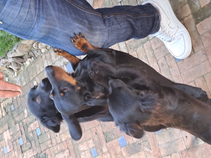 Tequel croisé avec un chiwawa