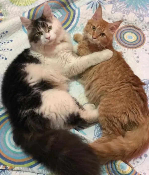 Maine coon - Chatons