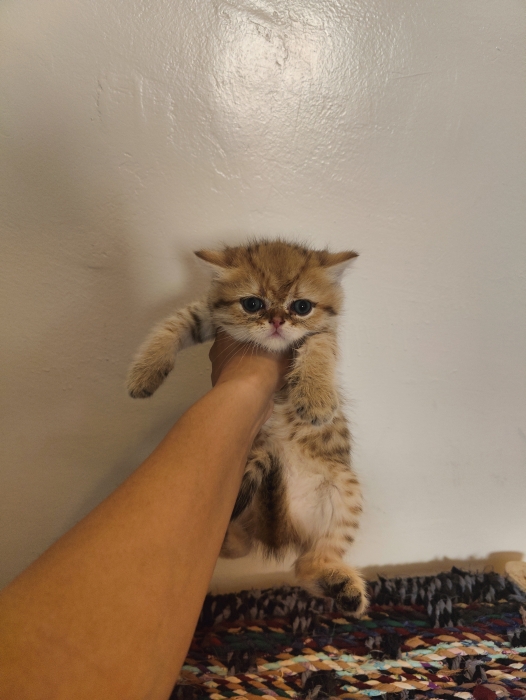 Petit mâle Golden Shaded