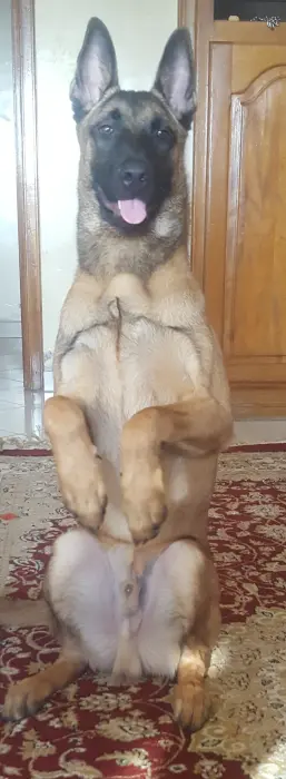 Malinois