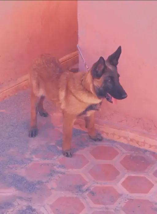 Malinois charbonné