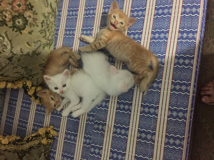 Chatons 🐱 magnifique angora blanc d un mois