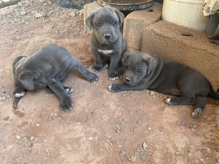 Chiots cane corso couleur gris-bleu et gris-bringé