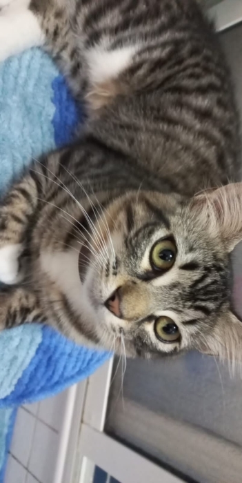 Mettre mon chat LEO pour adoption