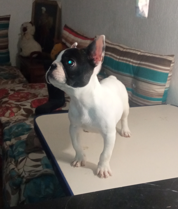 Bouledogue français