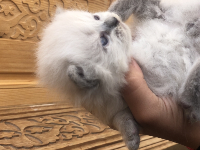 chatons croisé persan