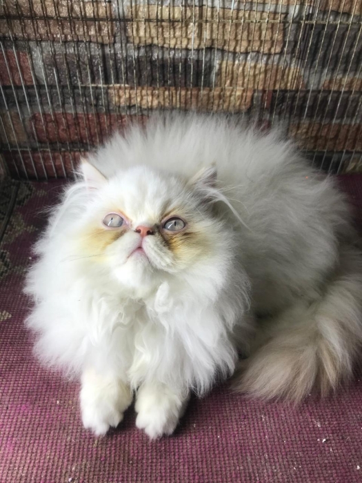 Chaton persan 2 mois