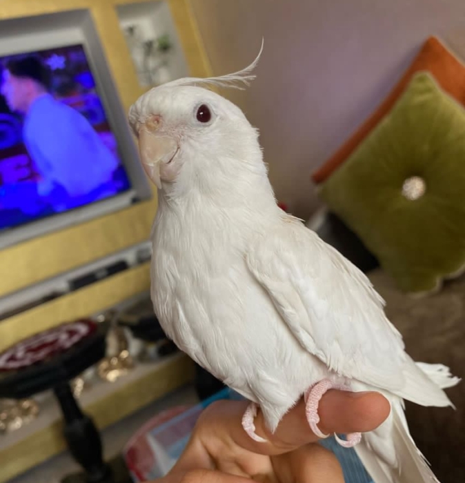 Calopsitte mdrisi zwin tbarklh (Casablanca)