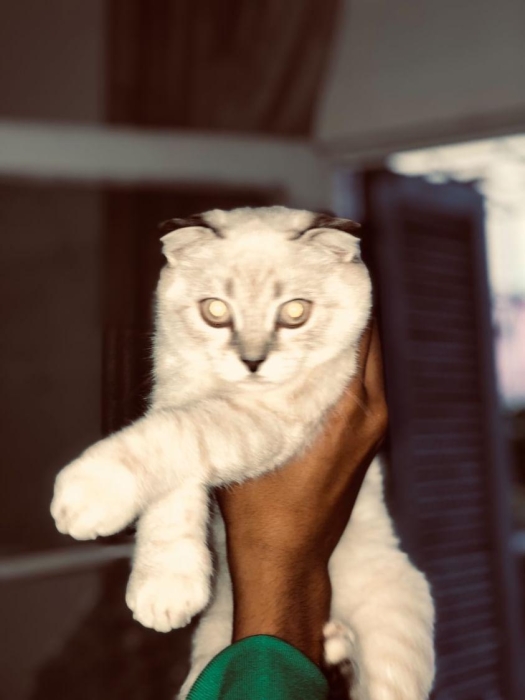 Scotland Scottish Fold white F