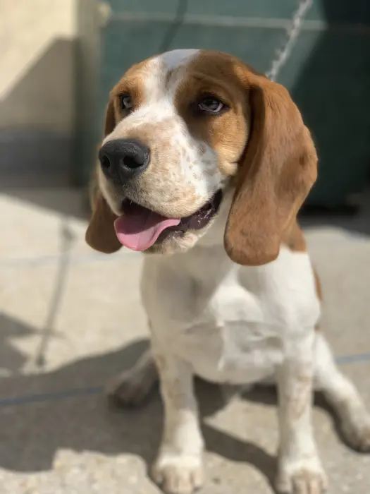Beagle male