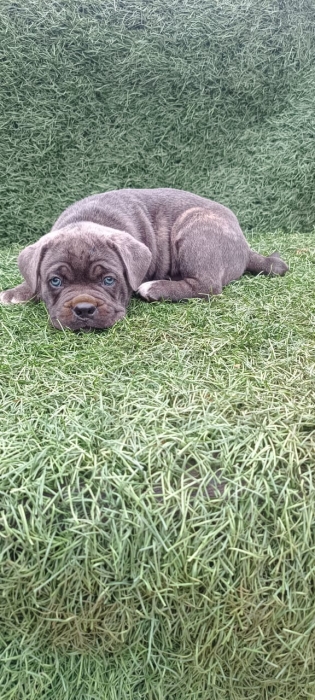 Cane corso