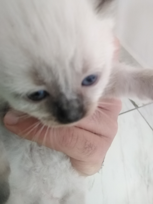 Chat, chatons à adopter