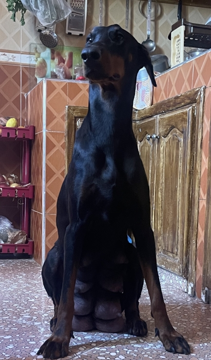 Chiots doberman
