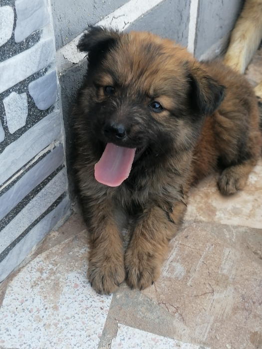 Chiots berger poils longs