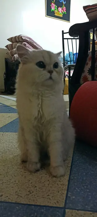 UN CHATON MÂLE PERSAN CHINCHILLA