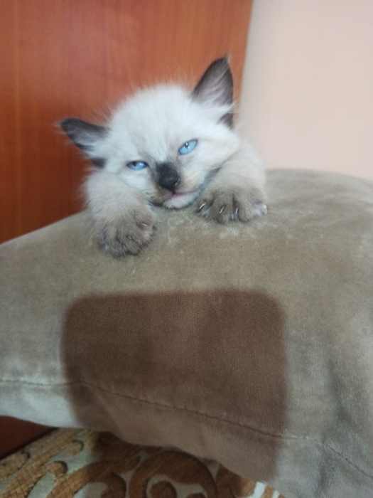 🔹 Chaton Siamois Pure Race - Un Véritable Trésor! 🔹