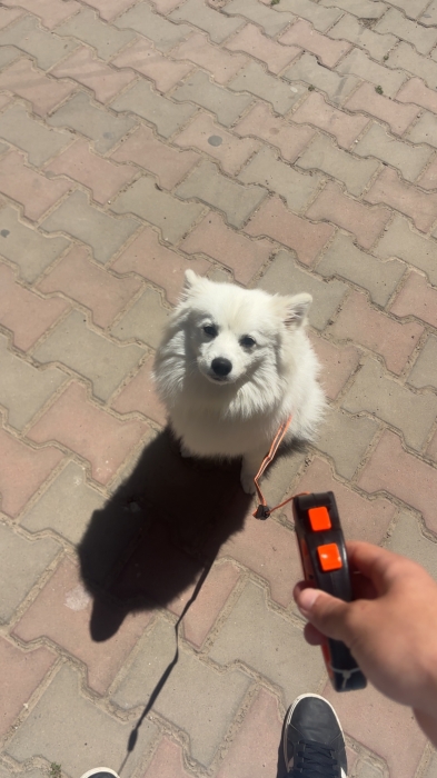 🐶 Spitz Allemand à vendre – très beau chien 🐶