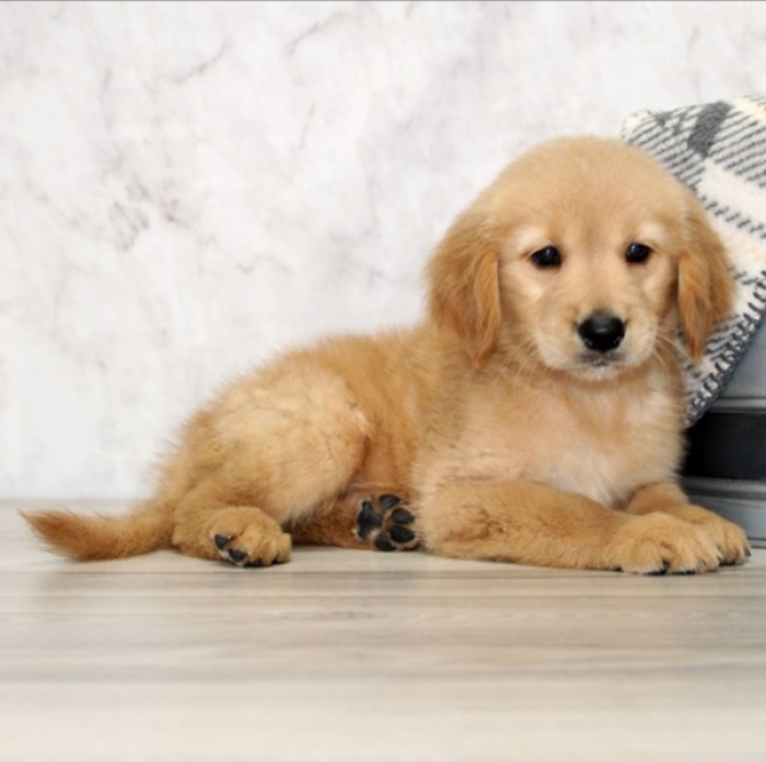 Golden retriever 🔥