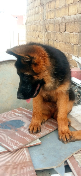 Chiots berger allemand