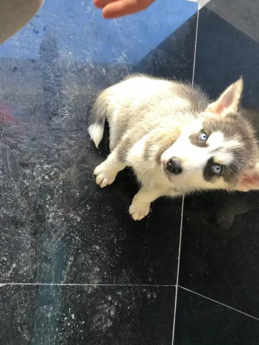 Husky
