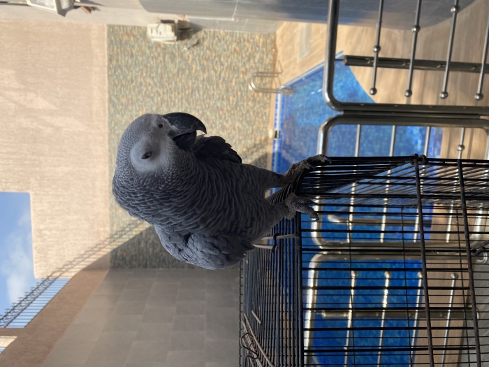 Perroquet gris du Gabon