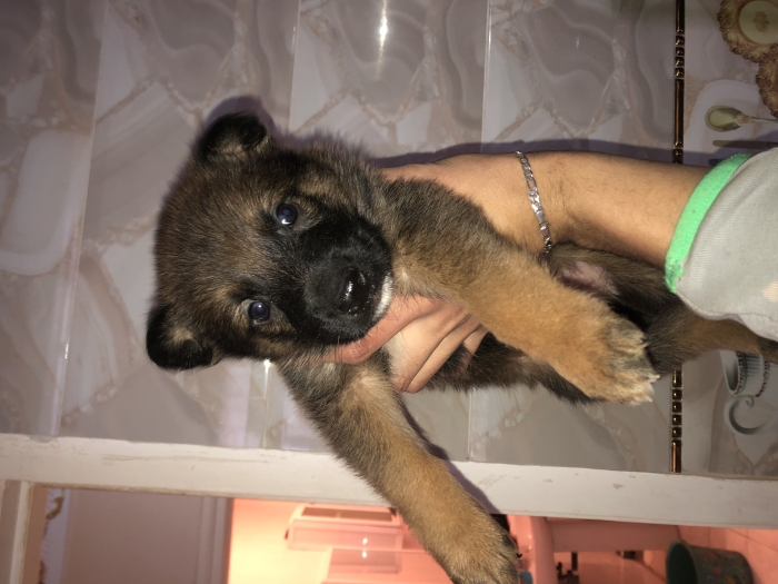 Berger all mend pure race