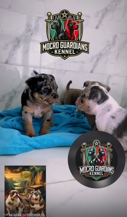 American Bully MICRO