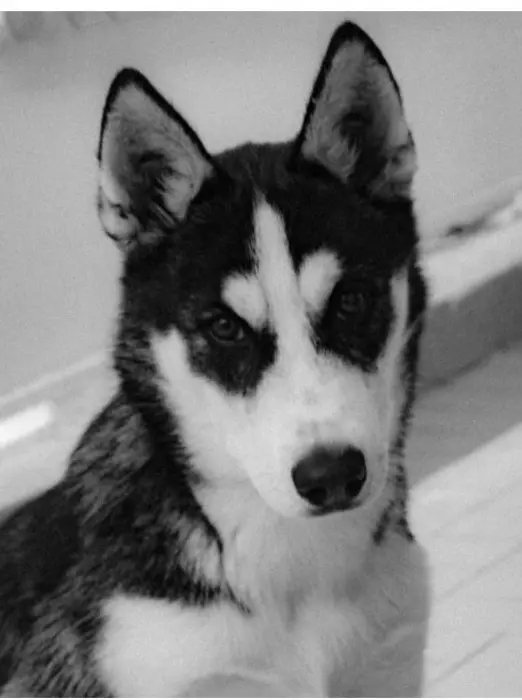 Husky sibérien male