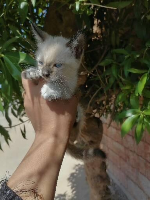 Siamois sacré de Birmanie