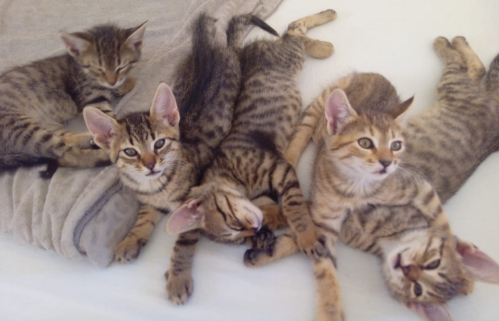 5 CHATONS EN ADOPTION à OUARZAZATE
