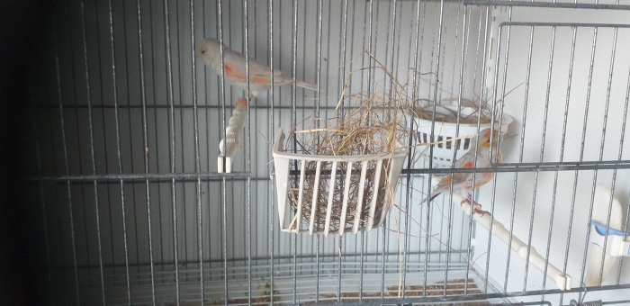 canaris opales satinés