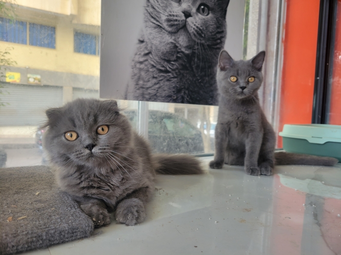 Beautiful scottish fold and straight