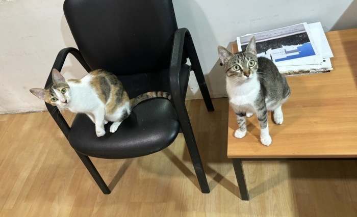 Urgence pour trois chattes adorables en quête d'un foyer temporaire
