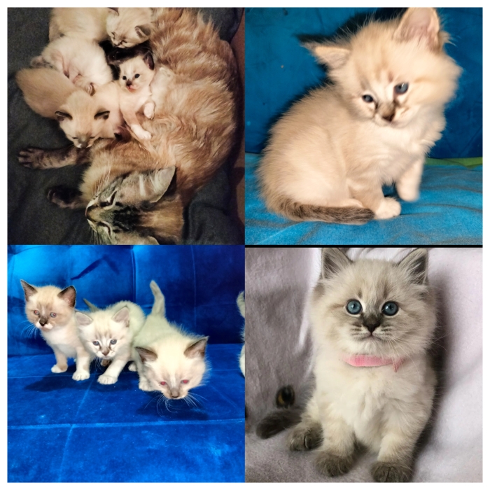 Ragdoll +siamois+snowshoe